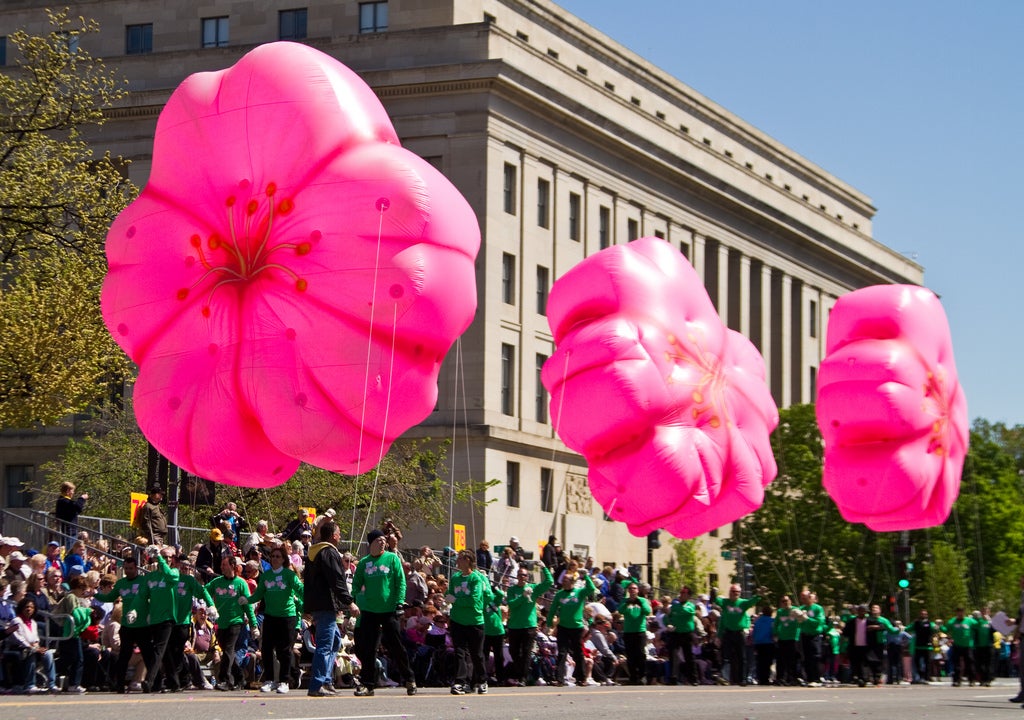 Cherry Blossom Festival Parade 2024 - Nelie Hildegaard