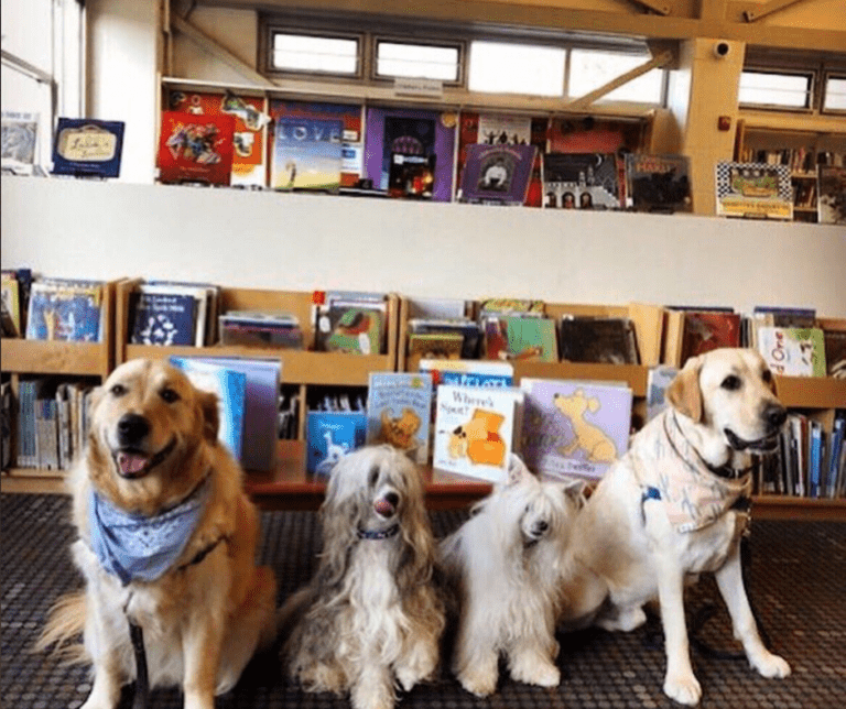 Dogs posing for a photo