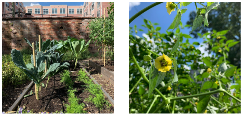 Community garden photos