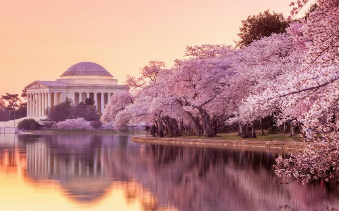 Cherry blossoms in DC