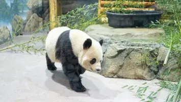 District of Panda Party