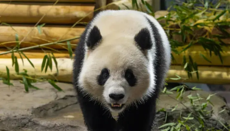 Giant panda at Smithsonian National Zoo