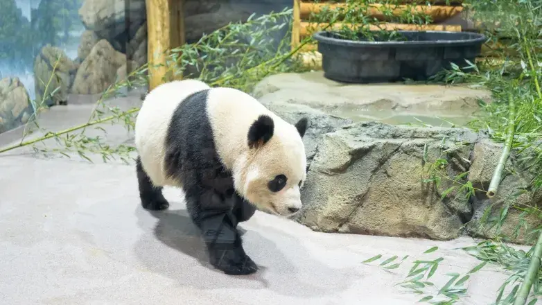 District of Panda Party